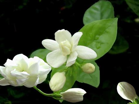 茉 莉 花|茉莉